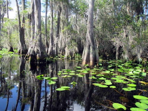 Okefenokee Swamp by Canoe