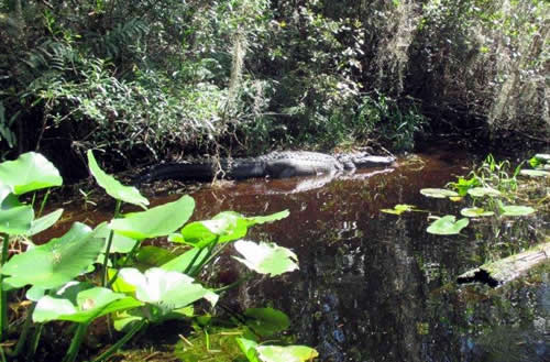 Alligator in Okefenokee Swamp